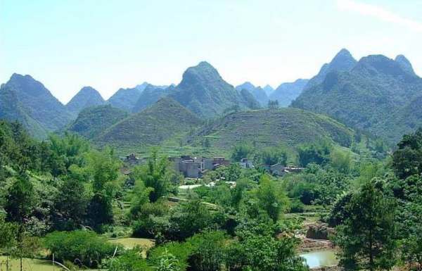 坟地预吧杆栽什么树 坟地种几棵柏树