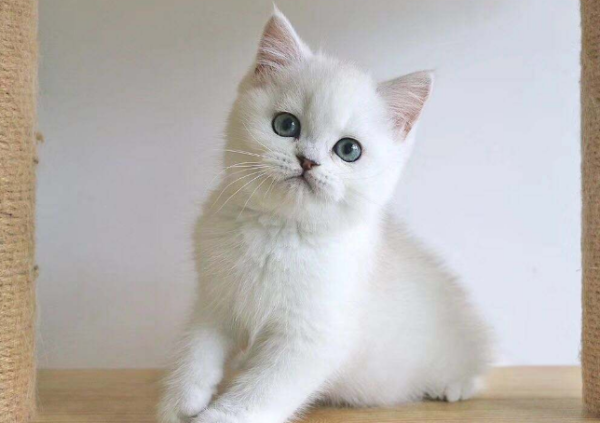 关于来自猫的资料