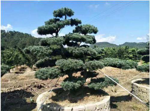日本五针松的介绍