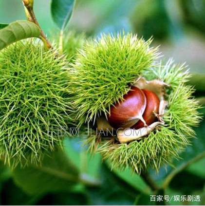板栗怎么保存更新鲜不坏?