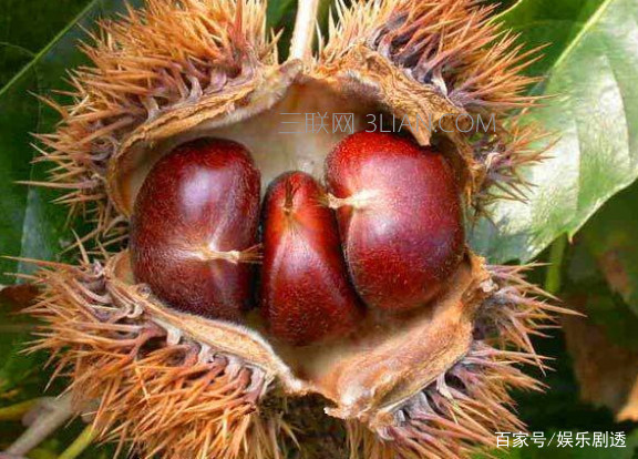 板栗怎么保存更新鲜不坏?