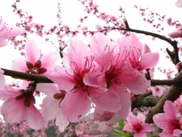 完全花、不完全花有哪些?