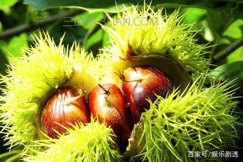 板栗怎么保存更新鲜不坏?