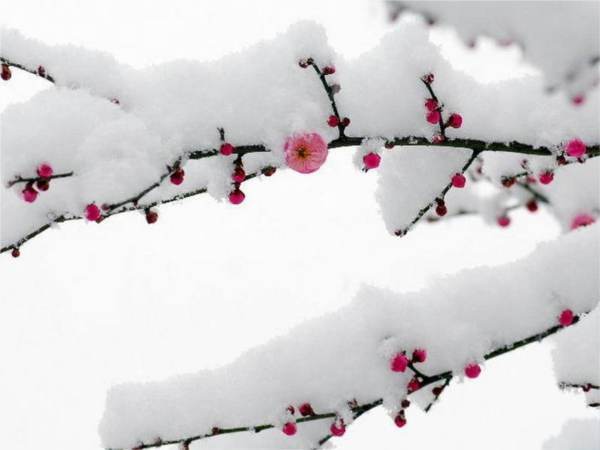 《卜算子咏梅》表达了作者怎样的思想感情？