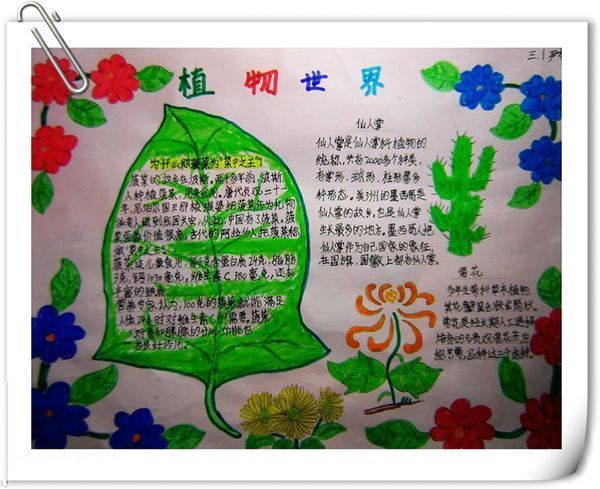 关于植物手抄报