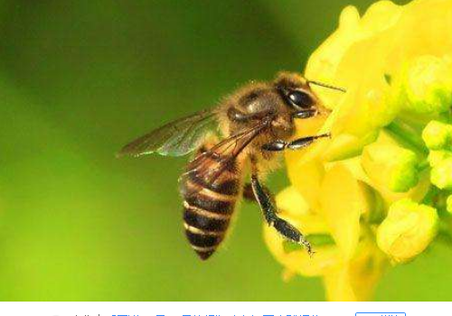 英语low bee的中文是什么意思
