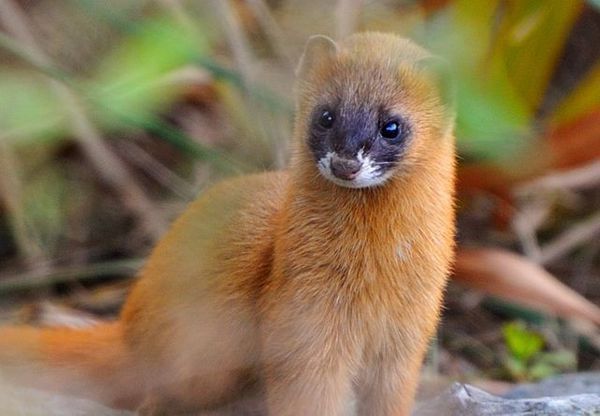 黄鼠狼这种动物有多邪门?