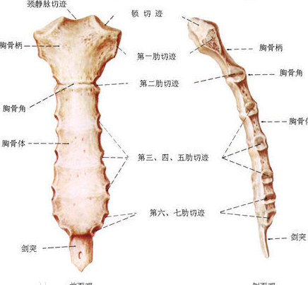 胸骨角的名词解释来自