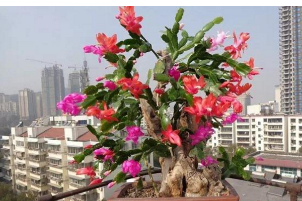 麒麟树怎么养