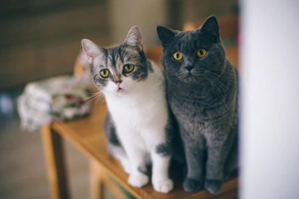 猫绝对不能吃什么食物呢？