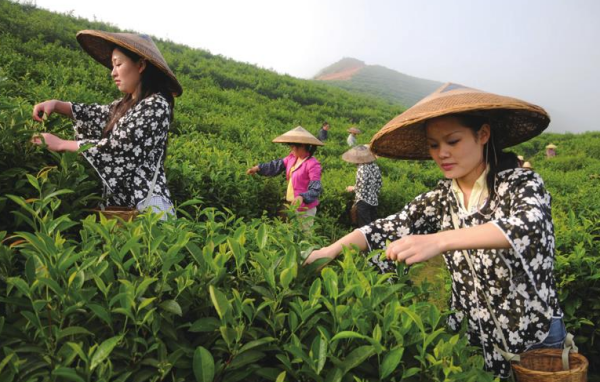 关于采茶女的故事