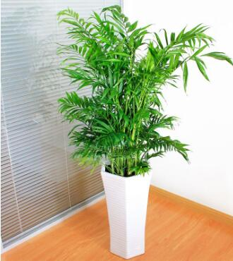 夏威夷竹的养护方法