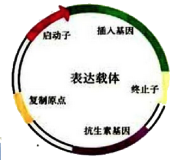启动子的作来自用是什么？