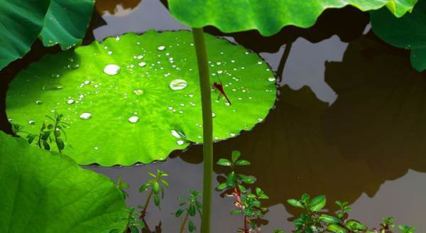 雨的四季的作品原文