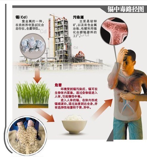 镉元素对人体的危害是什么？
