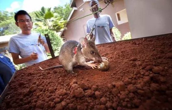 非洲巨鼠荣获勇敢金章，如何评价它的英勇行为？