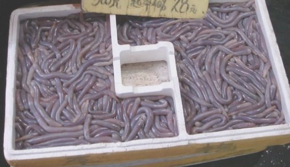 给几种沙虫的图片