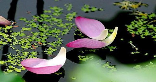 一树一菩提,一花一世界是什么意思?