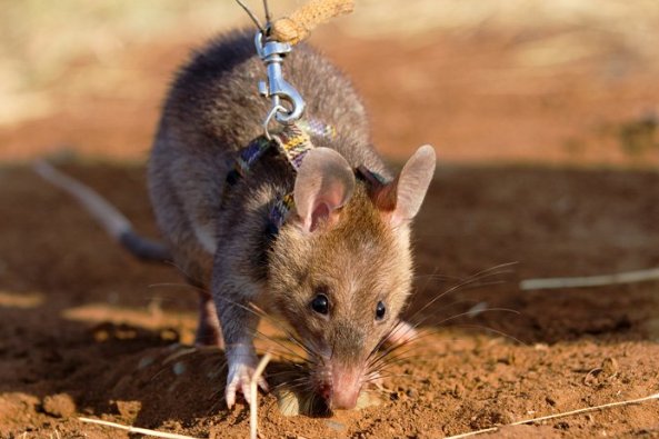 非洲巨鼠荣获勇敢金章，如何评价它的英勇行为？