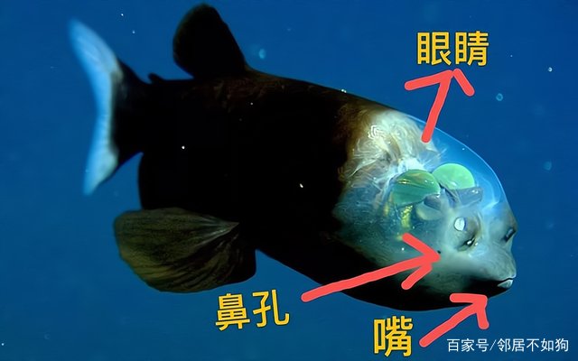 令人害怕的马里亚纳海沟,里面到底有什么生物存在?