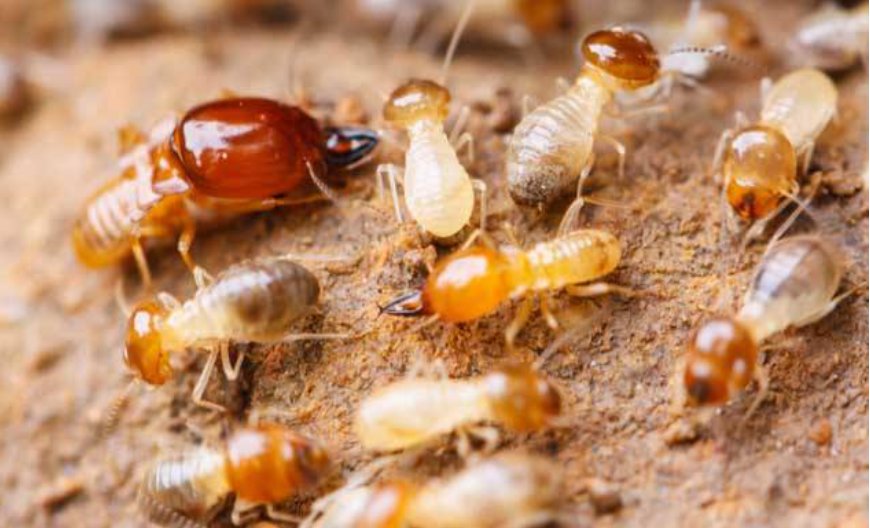 家里有白蚁怎么办 介绍常见三种处理方法