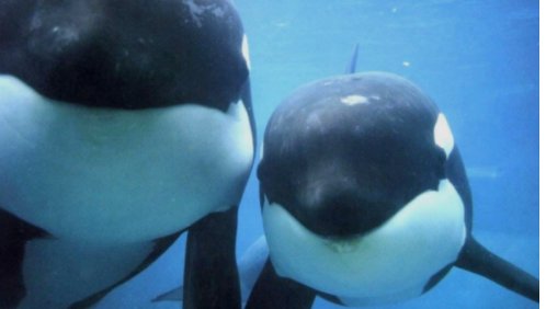 鲸鱼的叫声翻译过来是什么意思