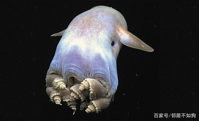 令人害怕的马里亚纳海沟,里面到底有什么生物存在?