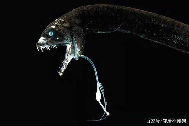 令人害怕的马里亚纳海沟,里面到底有什么生物存在?