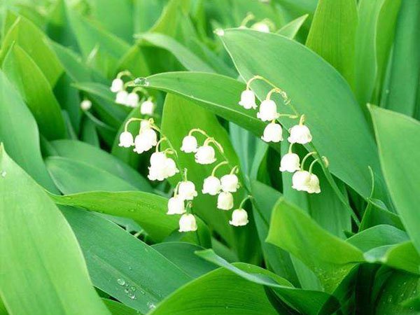 白色铃兰的花语是什么?