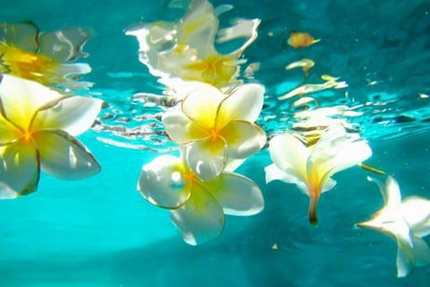FRANGIPANI 是什么花, 附图···