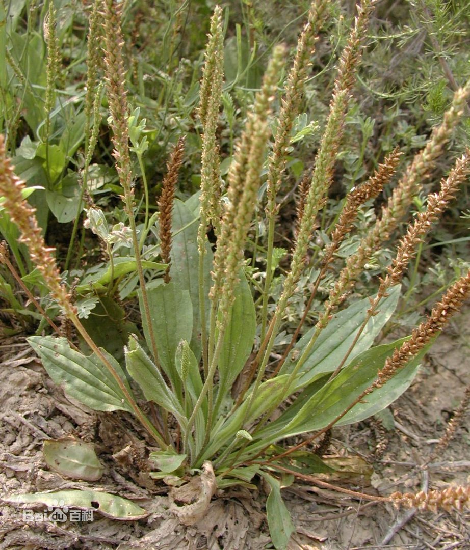 车前草的图片