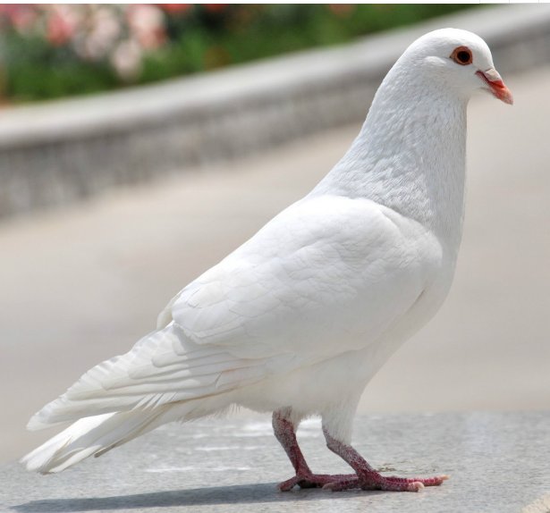 斑鸠和鸽子有什么区别啊