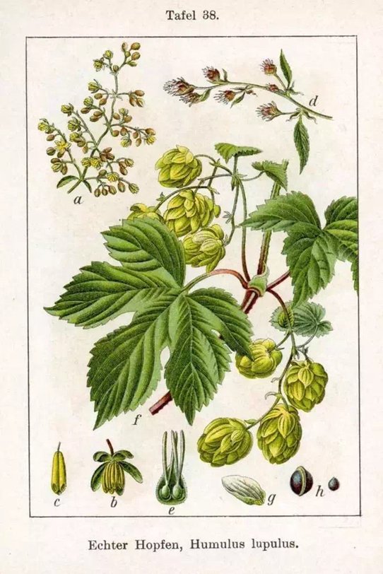 啤酒花是什么