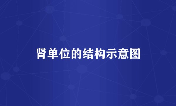 肾单位的结构示意图