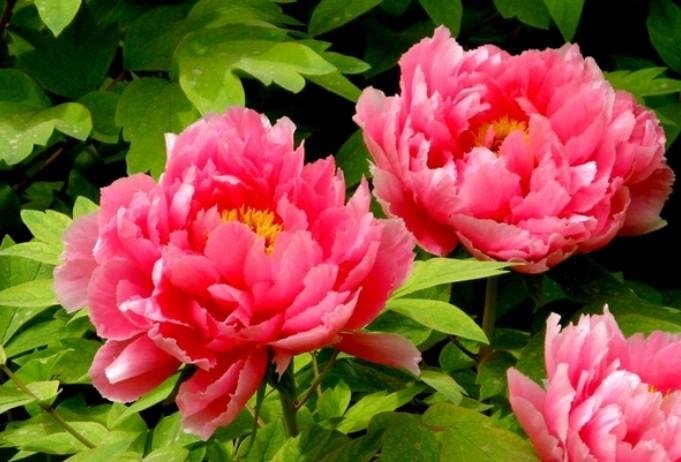 中国的国花是什么