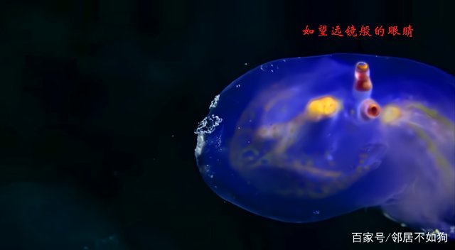 令人害怕的马里亚纳海沟,里面到底有什么生物存在?