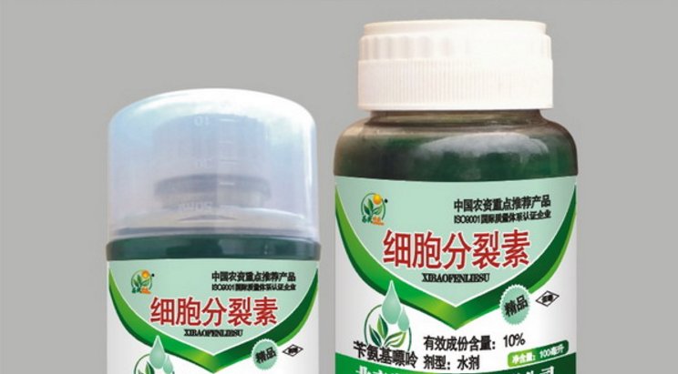 细胞分裂素的作用