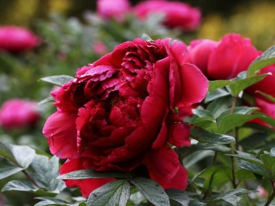 中国国花是不是牡丹？