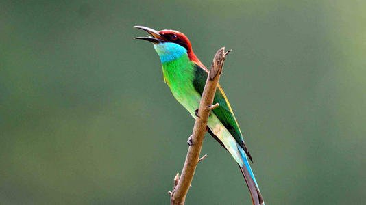 acome 小鸟的结局