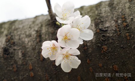 深夜的樱花未增删翻译