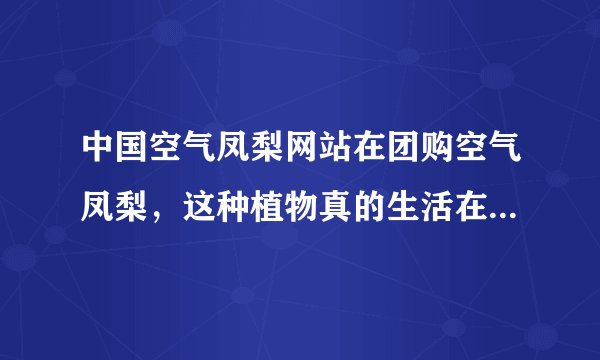 中国空气凤梨网站在团购空气凤梨，这种植物真的生活在空气中？