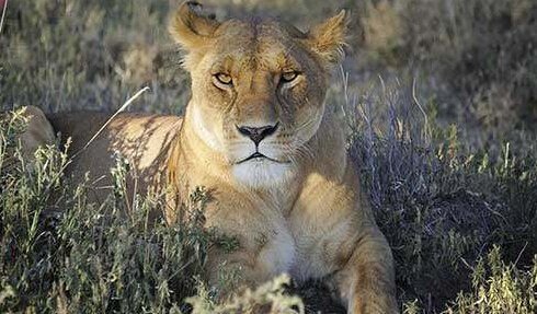 海星与狮子2的内容简介