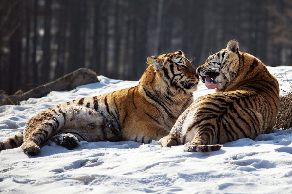 牙爪之士打一动物