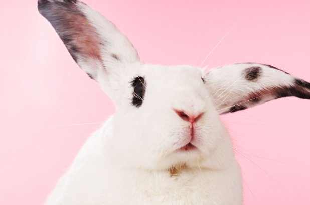 黎民百姓打一正确的生肖