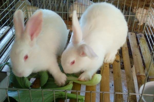 妾妇之道是什么生肖动物