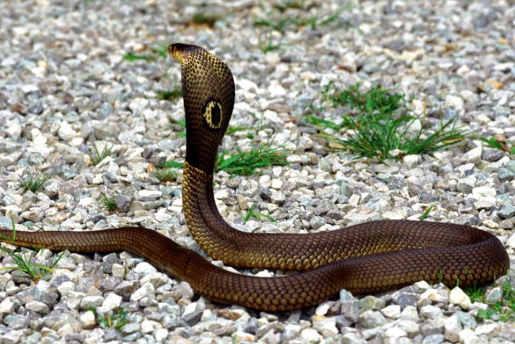 花不棱登打一生肖