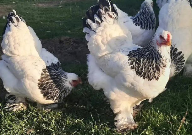 黎民百姓打一正确的生肖