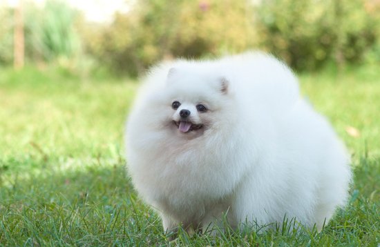 熟门熟路打一正确生肖