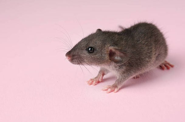 黎民百姓打一正确的生肖