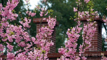 深夜的樱花未增删翻译